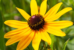 rudbeckia-hirta